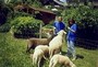 Ferienhaus: Keutschach, 3-Seental, K�rnten
