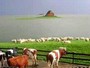 Ferienhaus: Hallig Nordstrandischmoor, Nordseek�ste, Schleswig-Holstein